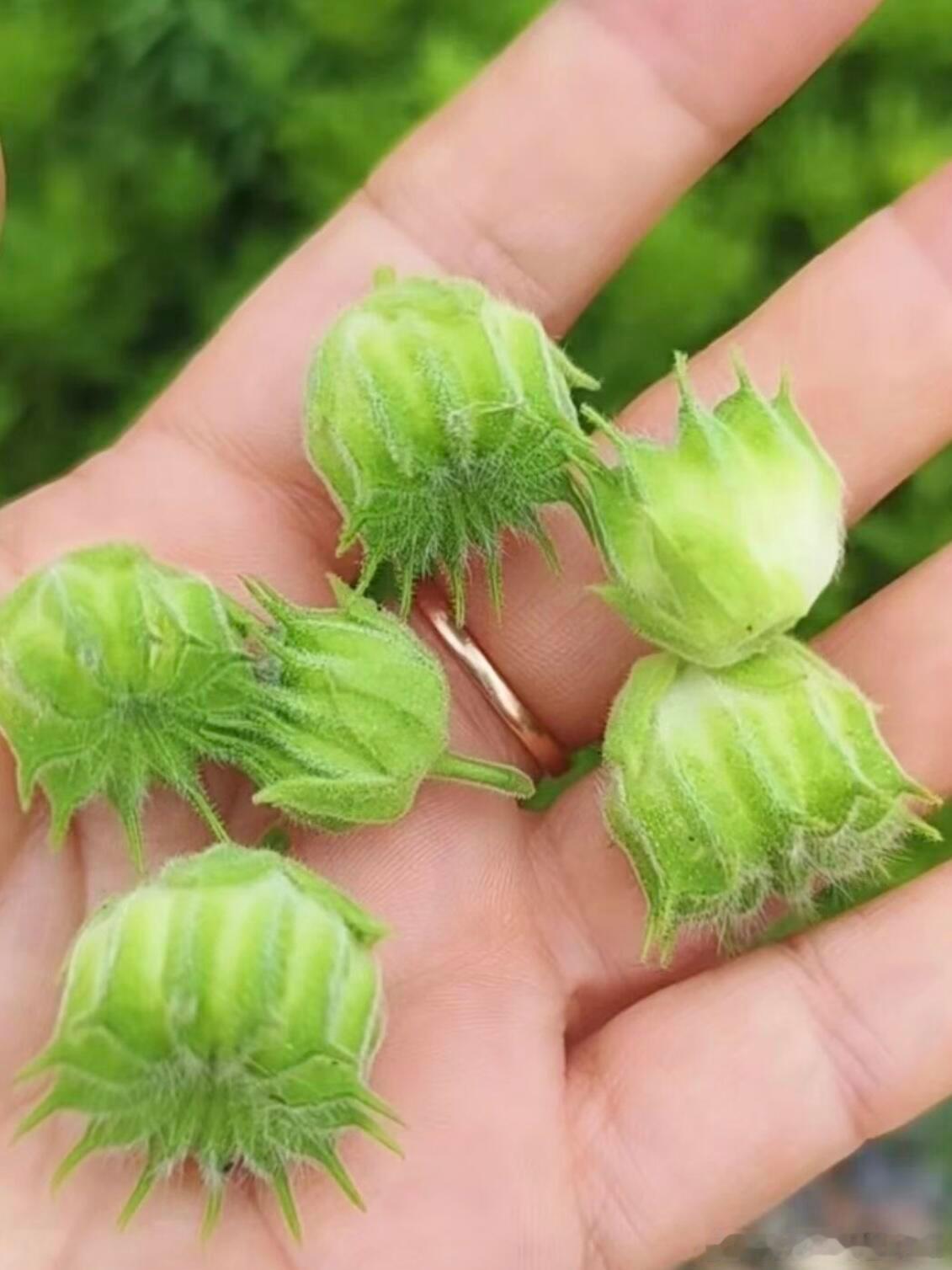 谁知道这叫什么果？朋友说能吃 ​​​