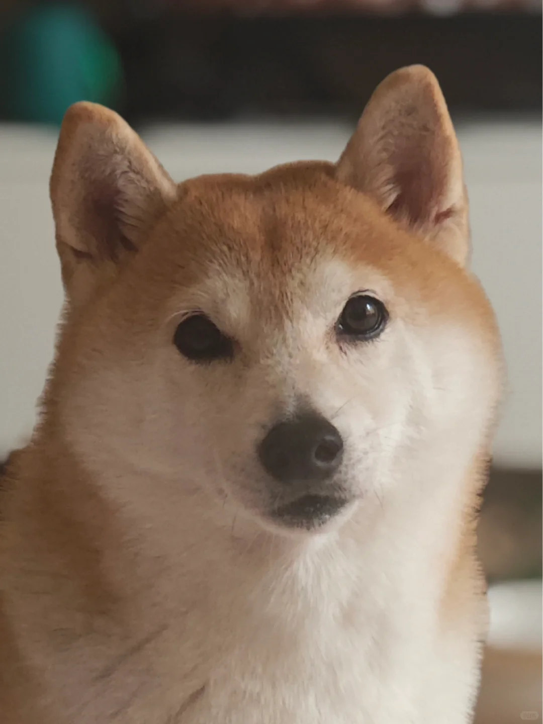 它好像有话要对我说