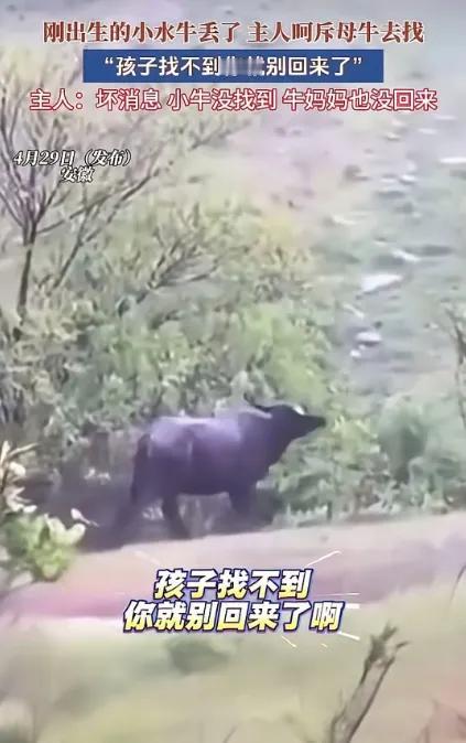 解释不清了！安徽母牛听懂人话，冒大雨找回走失幼崽，万物皆有灵
 
安徽发生的这件