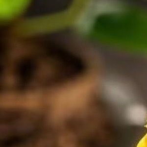 红薯种植方法红薯，又称地瓜，是一种营养丰富、口感独特的根茎类蔬菜。其栽培方法相对