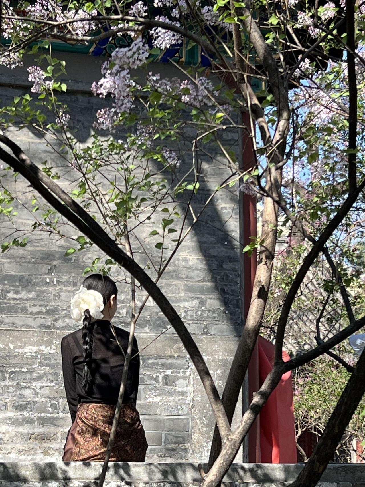 丁香花在北京的街头巷尾并不少见，为什么人们还是喜欢簇拥到法源寺来看丁香花开？也许