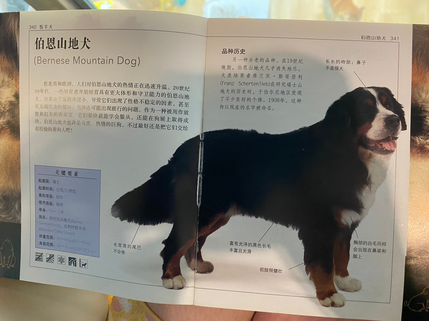 伯恩山犬也许是马虎、热情的巨狗，不过最好还是将他们交给有经验的养狗人吧！#伯丝来