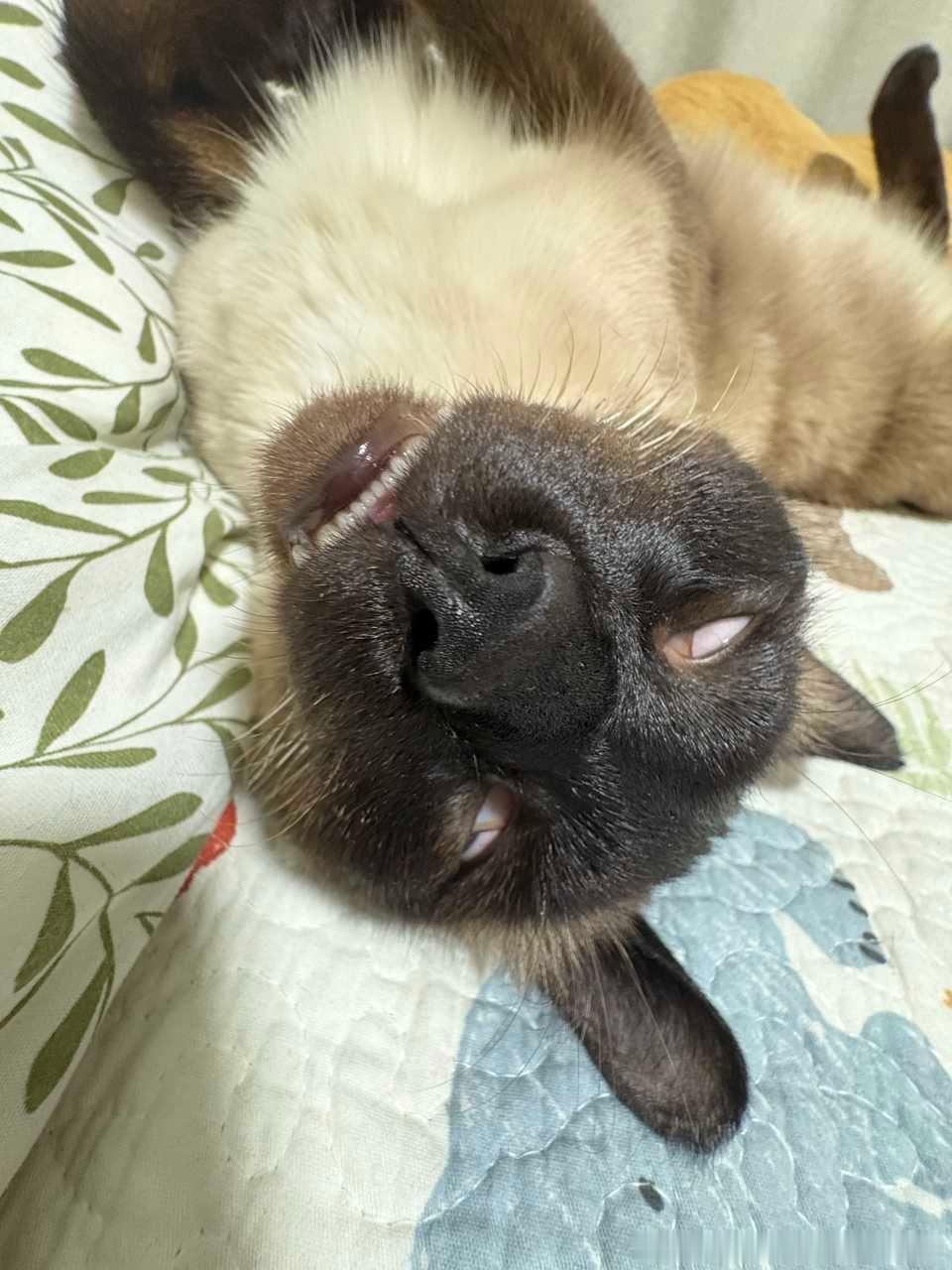 49243【丑猫】猫儿为何睡着是这样的... 