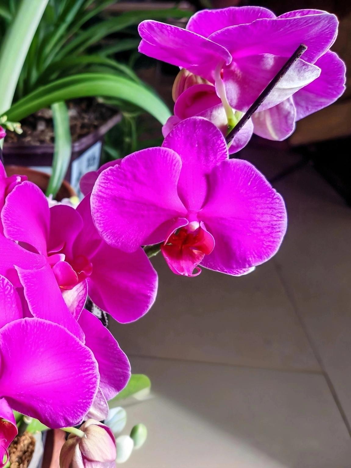 我家阳台上的蝴蝶兰开花了，那紫红色的花瓣简直夺目养眼。
就这么一盆花，往阳台一摆