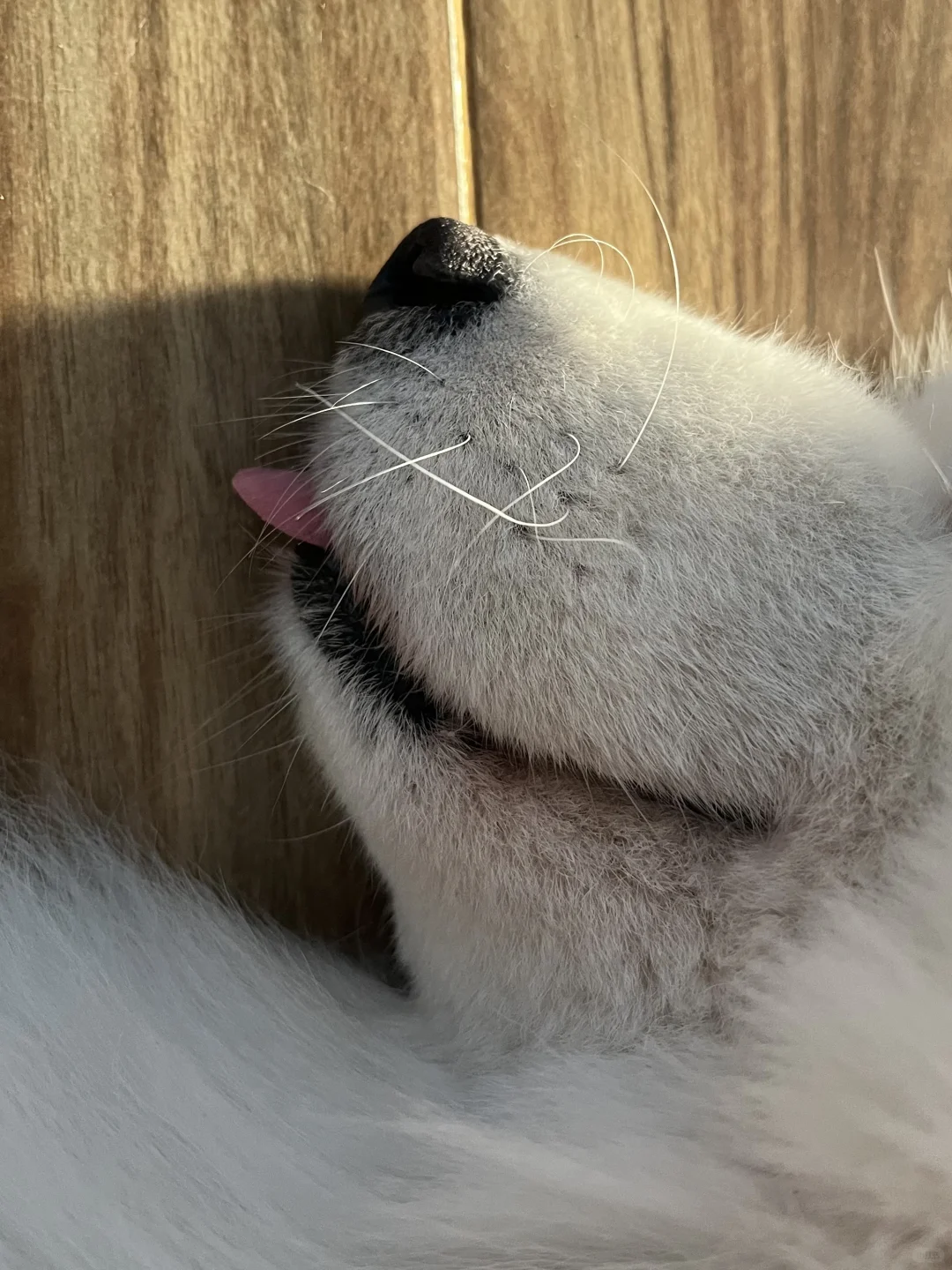 ee说我是嚯嚯牙兜不住舌头😢