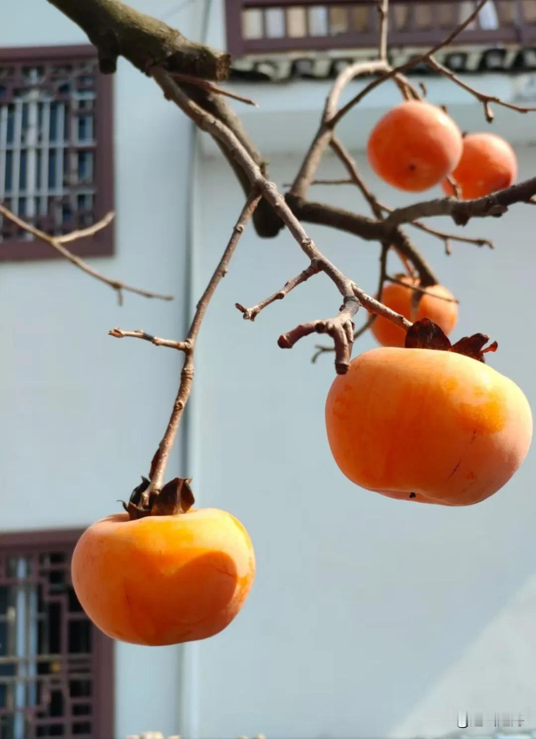 农村已没有姑娘，女孩都嫁到城市，不嫁也不愿再回到农村。农村不是小时候农村，却适合