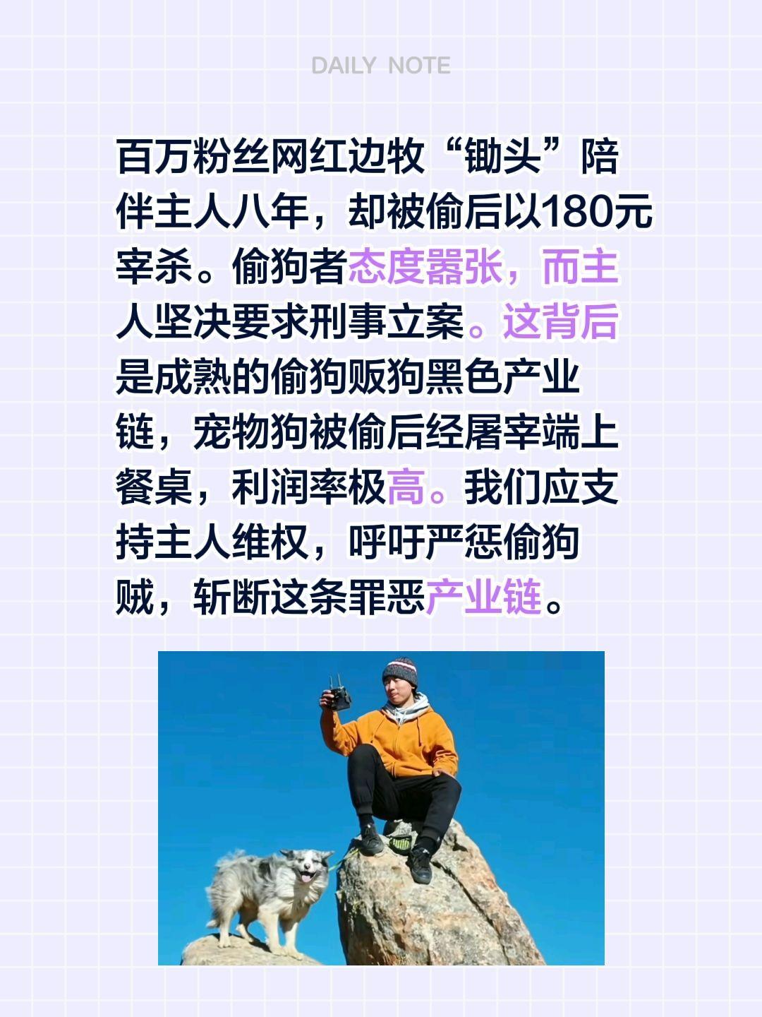 百万粉丝网红边牧“锄头”陪伴主人八年，却被偷后以180元宰杀。偷狗者态度嚣张，而
