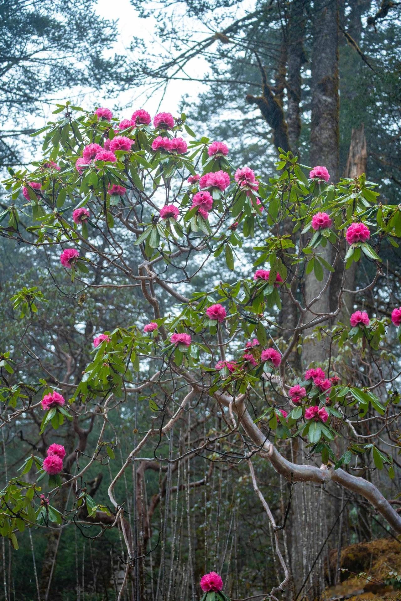 早安[超话] 早安，愿你如高山杜鹃般绽放🌹，不惧风雨，勇敢生长。 今天又是美好