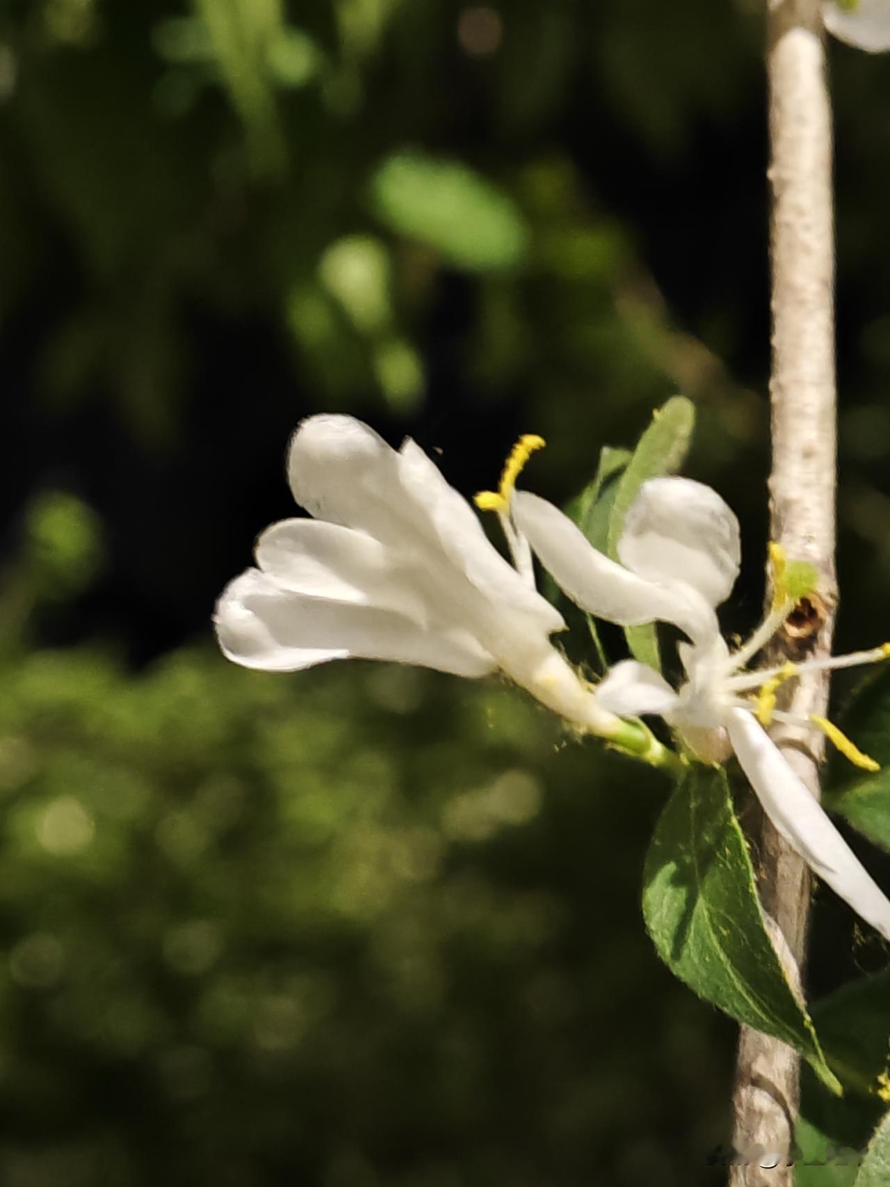 今早二宝跟我说:“妈妈明天我要考试，我要是考不好，你会打我吗？”
我说:“以前，