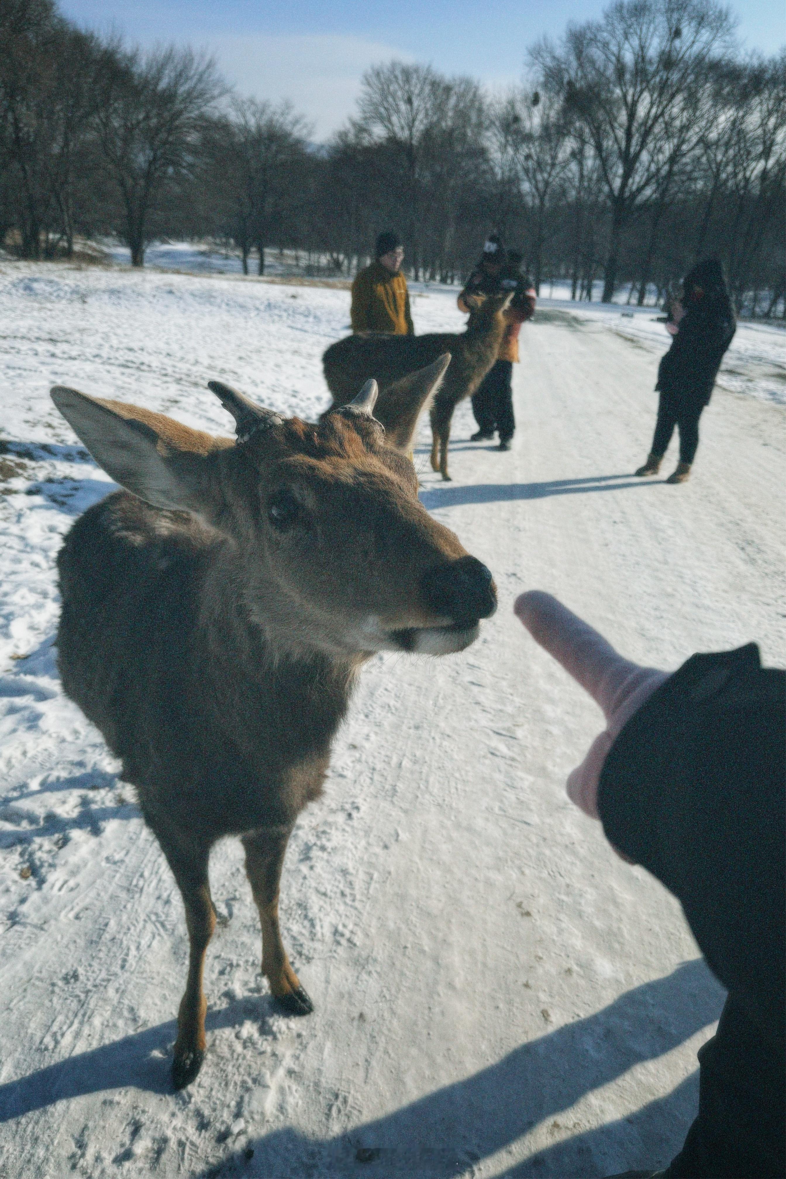 2025年倒数的第二个星期，真好呀，喂鹿被鹿顶了追着我满地跑。开车被牛挡路，按喇