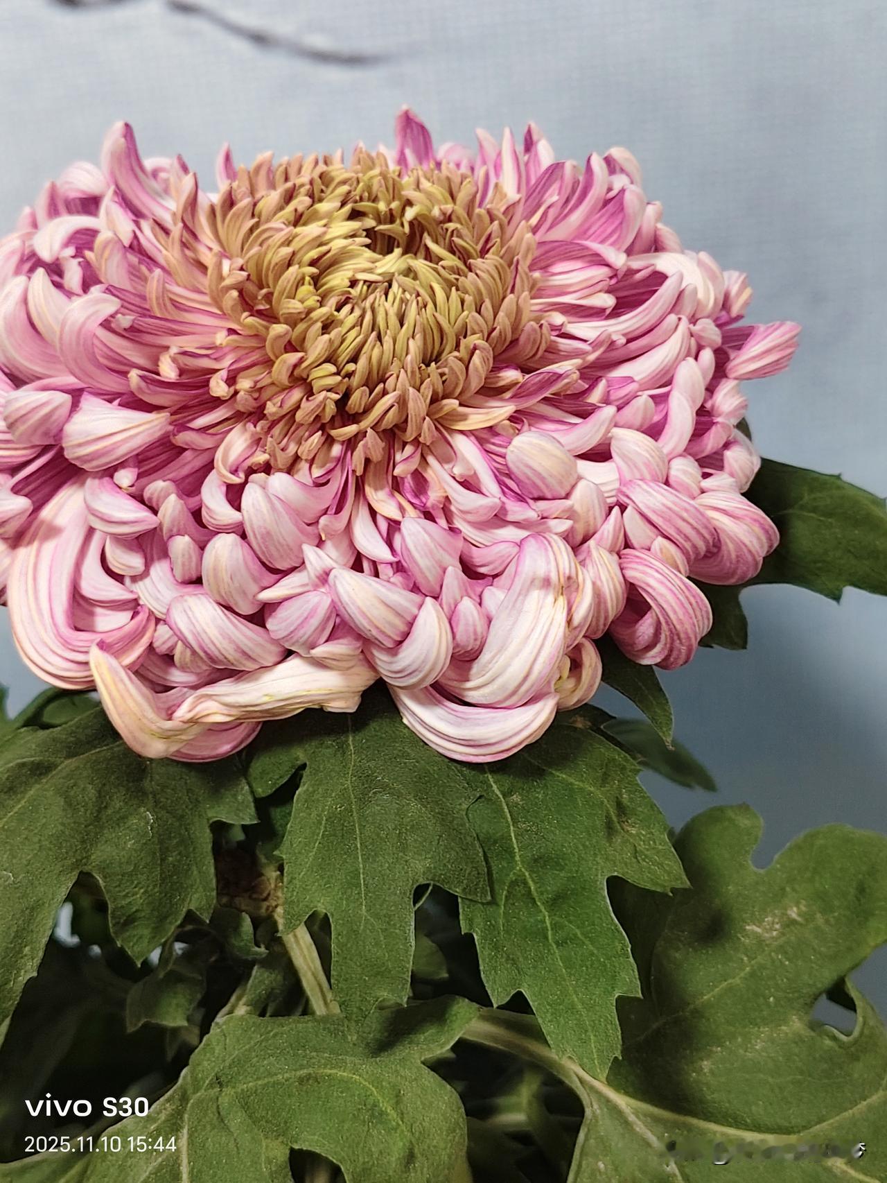 冬日生活打卡季