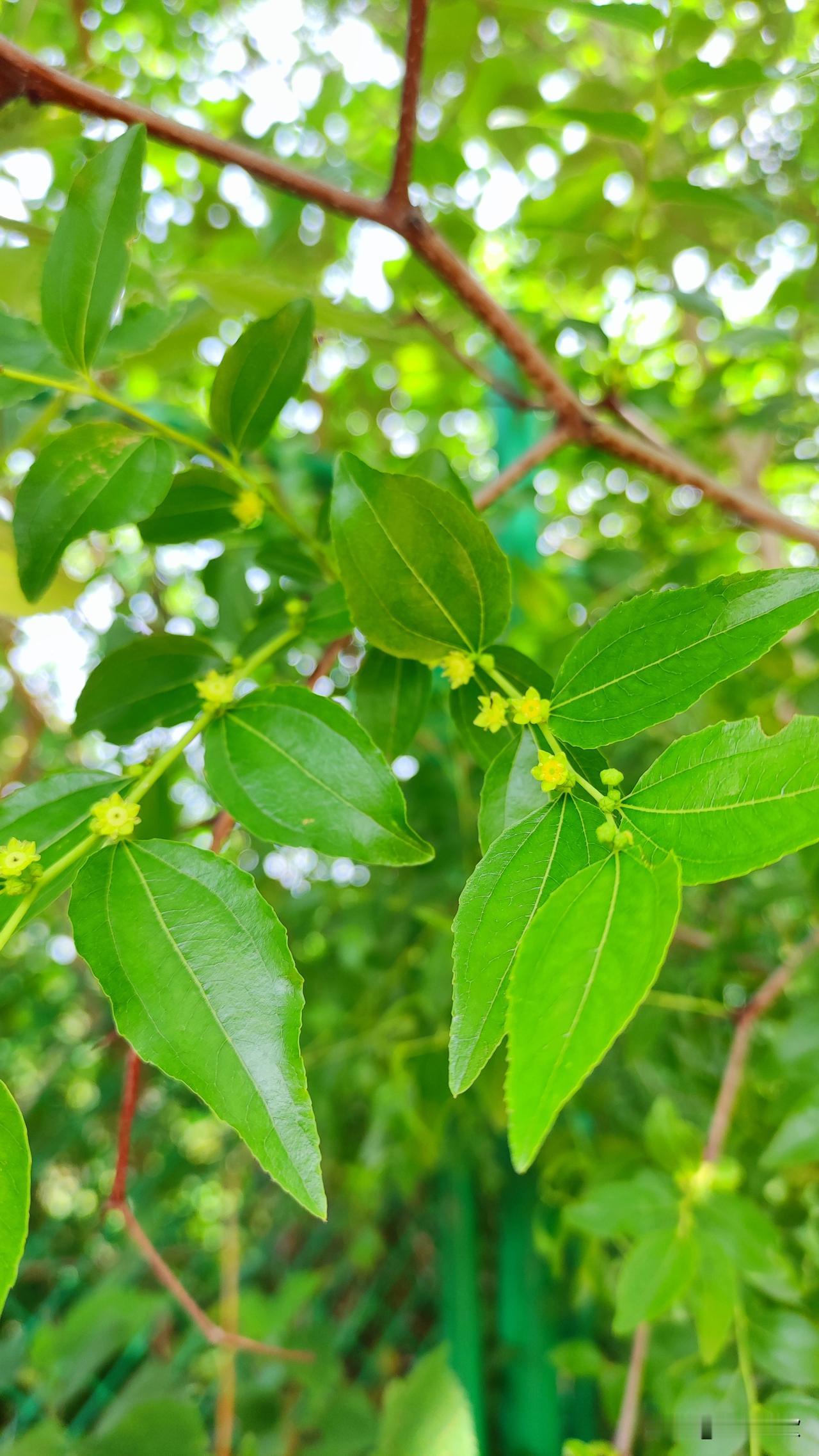 山行路上，一棵枣树正开着花，于是我立刻想到了苏轼这首《浣溪沙·徐门石潭谢雨》（其