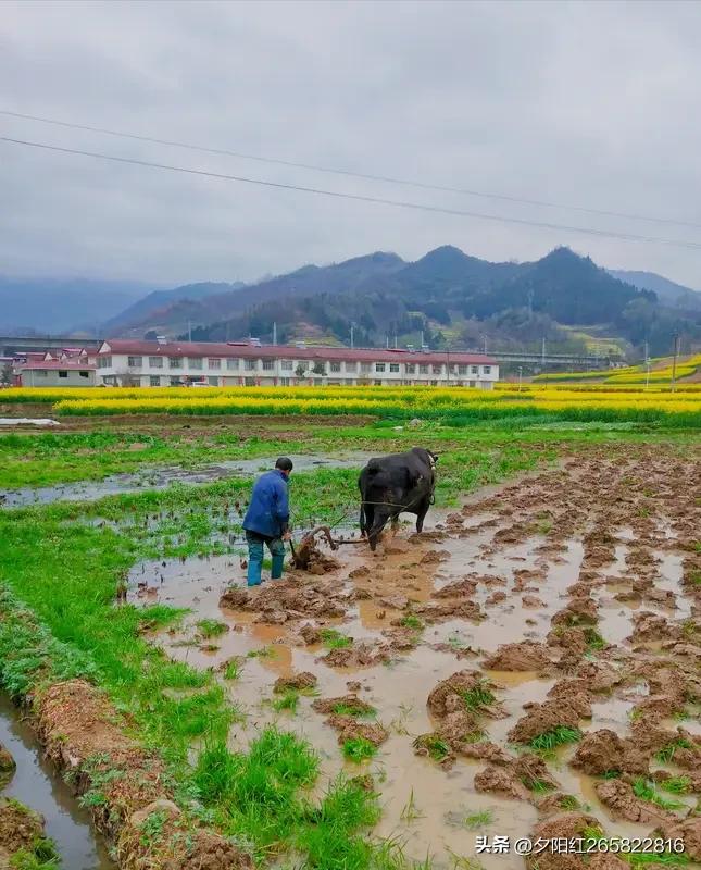 春播一粒粟，秋收万颗子。
四海无闲田，农户满粮仓。
春雨如油，春季如金。
一年四