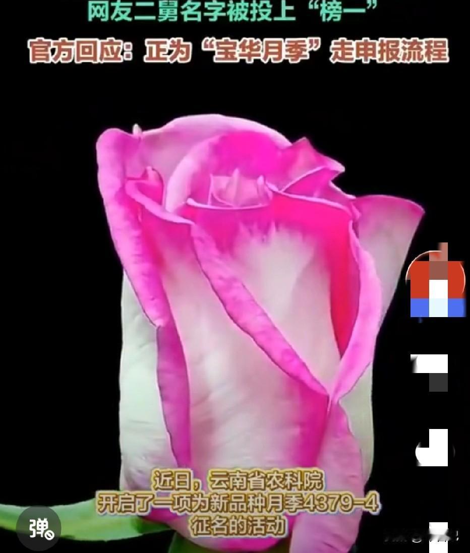 题：为什么叫宝华月季
A发源于江苏省宝华镇
B用于宝华寺佛教
C取自“稼穑维宝，