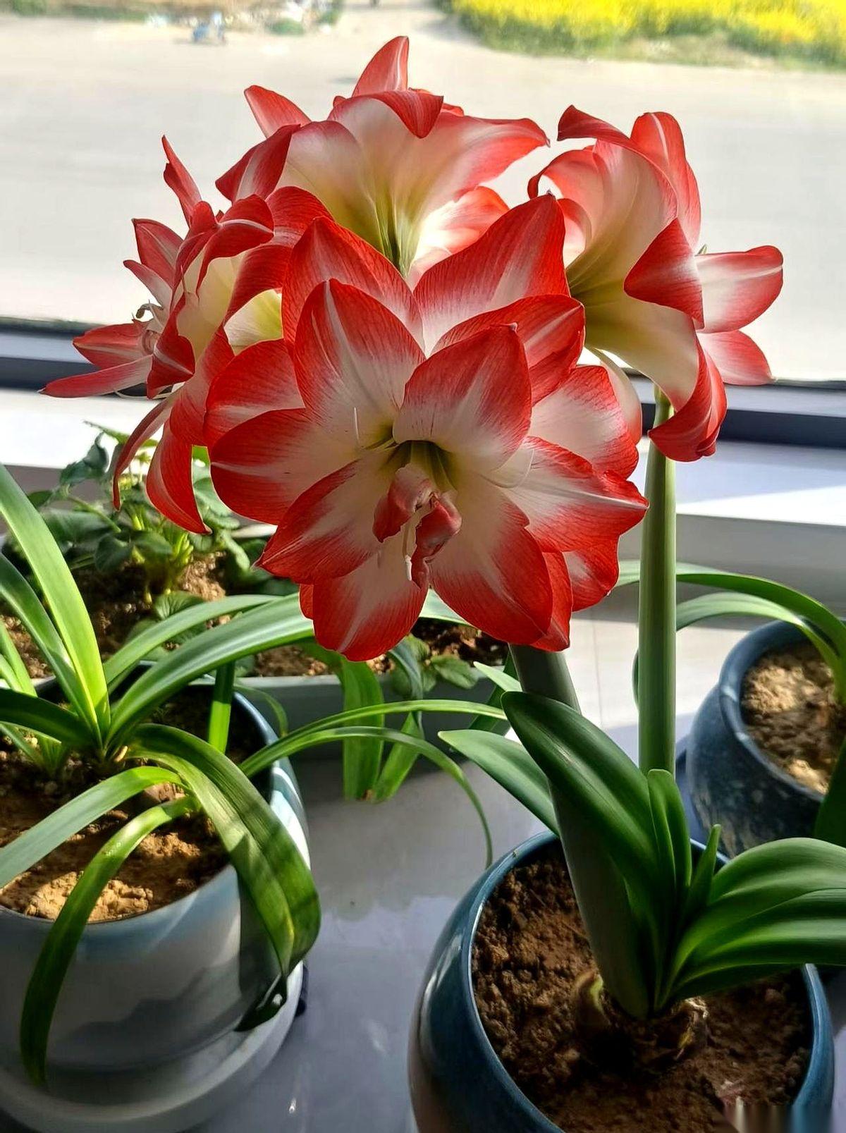 “这是故友王继春的孩子，不是我的。”
日记本上，这几个字像被刻进去的，蒋经国亲自