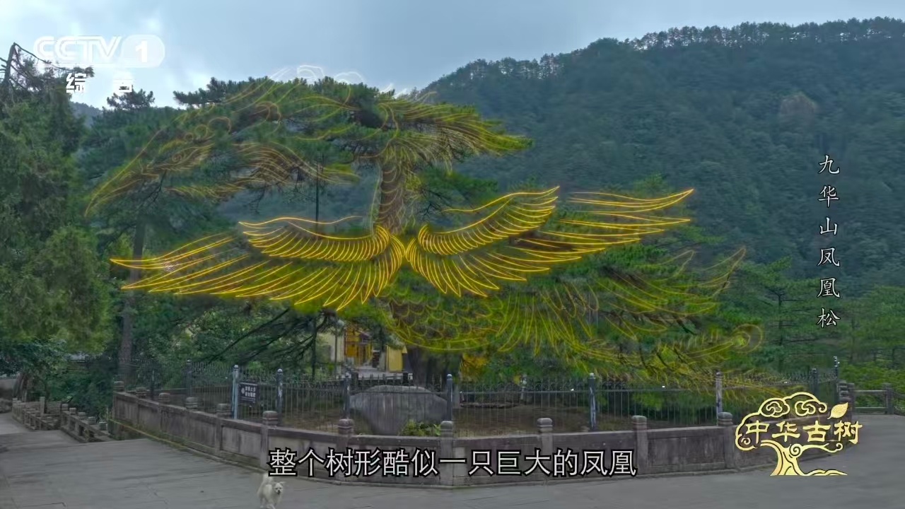 风一吹千年古松秒变展翅凤凰约1400岁古松树像一只大凤凰 不刮风的时候它是一棵树