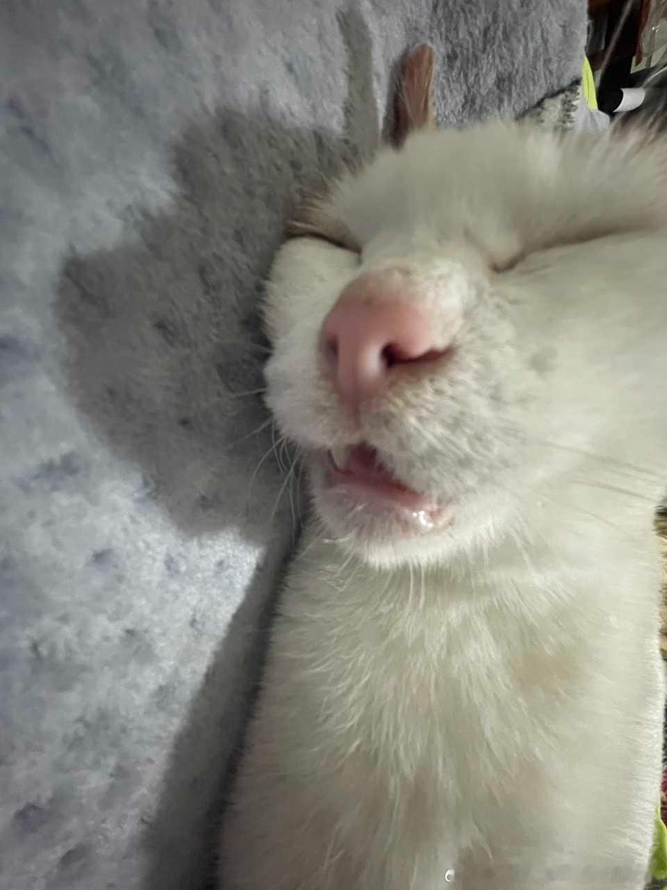 49458【丑猫】口呼吸中… 