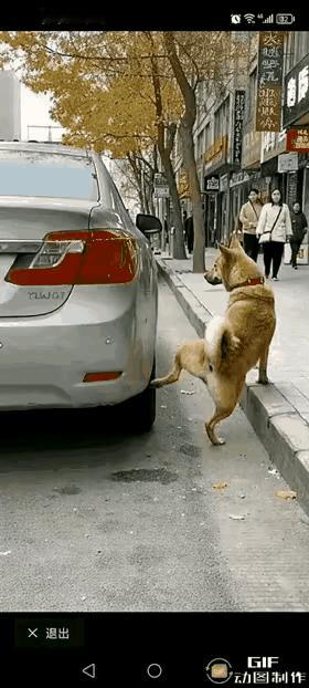 狗子路边“方便”竟引发车祸？
这锅真不是毛孩子该背！
 
千万别觉得这事儿离谱，