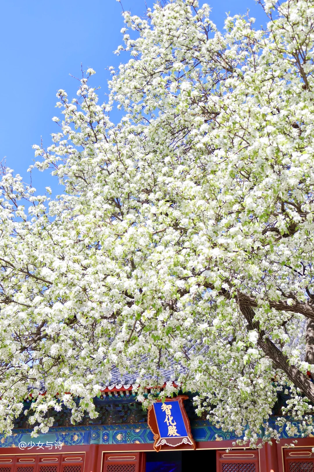 3.25实况丨智化寺梨花瀑布➕藻井古建攻略‼️