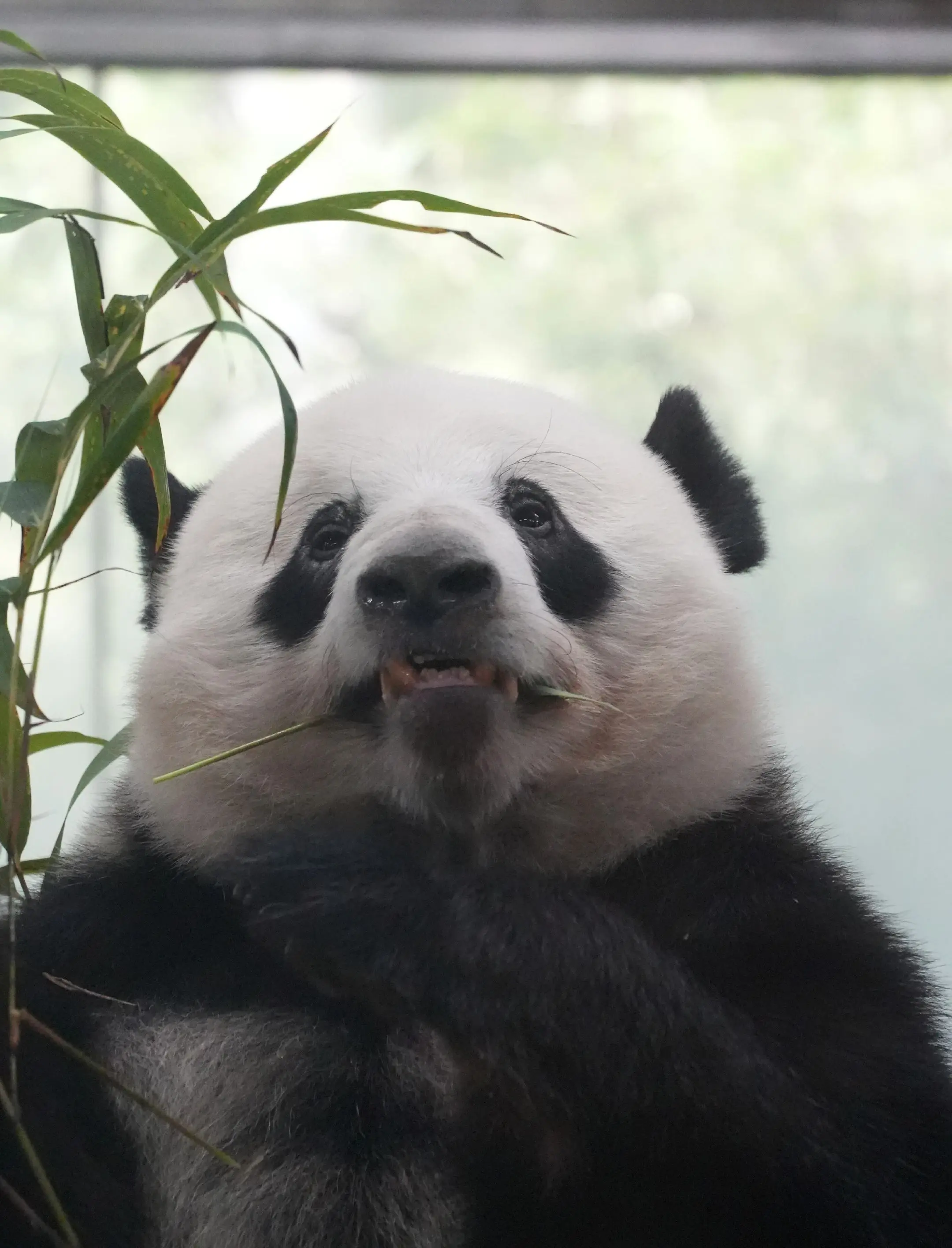 星一：唔系肥，系可爱到膨胀。