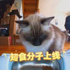 [泪奔]要不是喂食器自动的emoj都不知道原来鸽鸽会看摄像头的哈哈哈哈哈平时只能