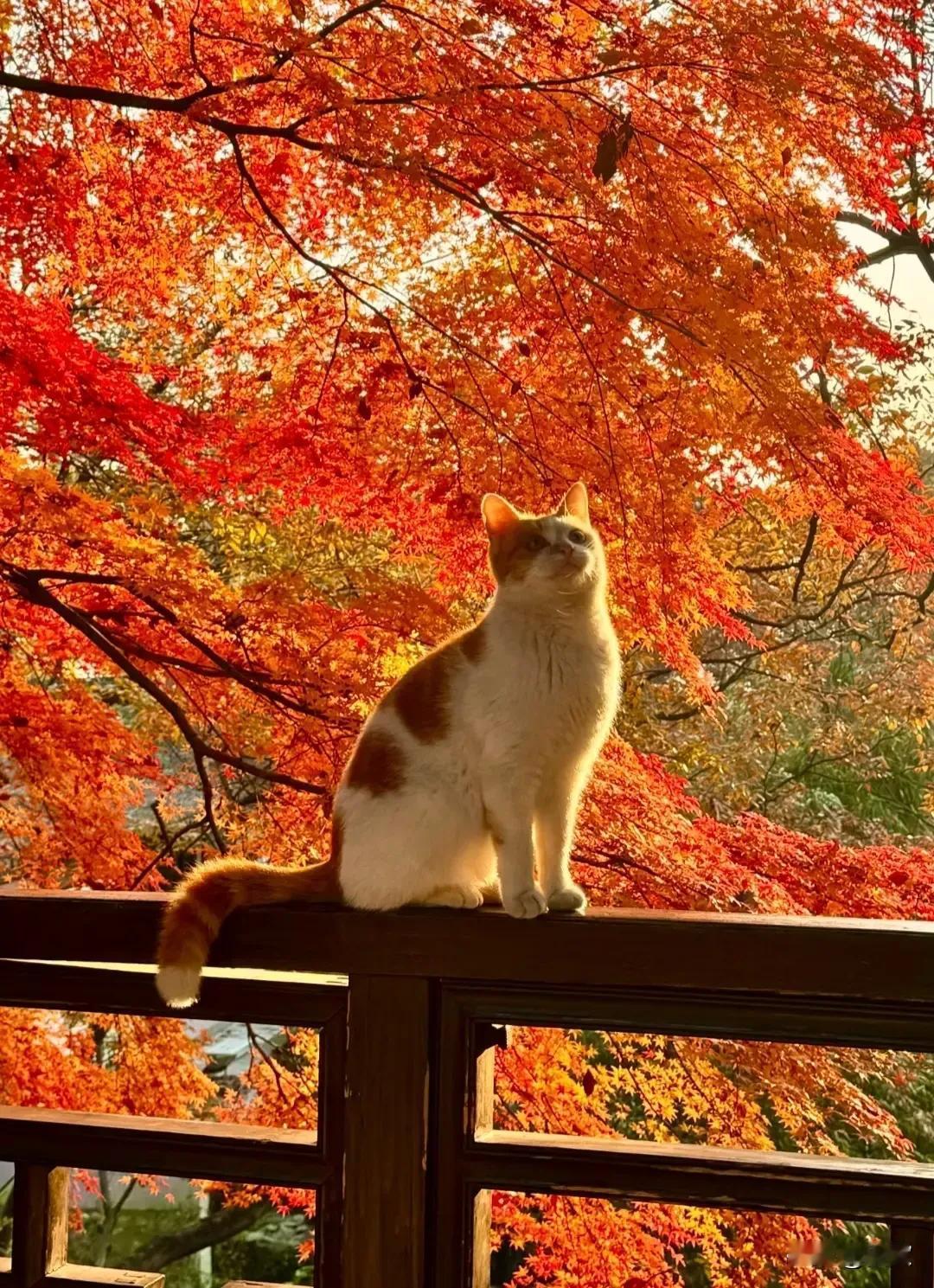 上联:堤畔烟波凝碧柳
下联:廊桥蝶影乱红枫
横批:春绿秋红