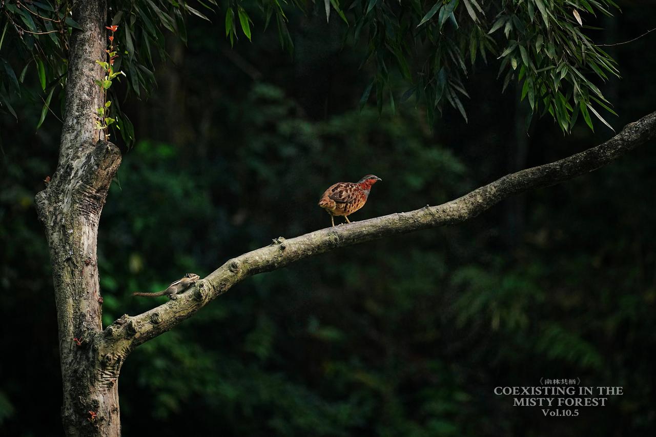 江西伊山自然保护区国家“三有”保护动物：灰胸竹鸡