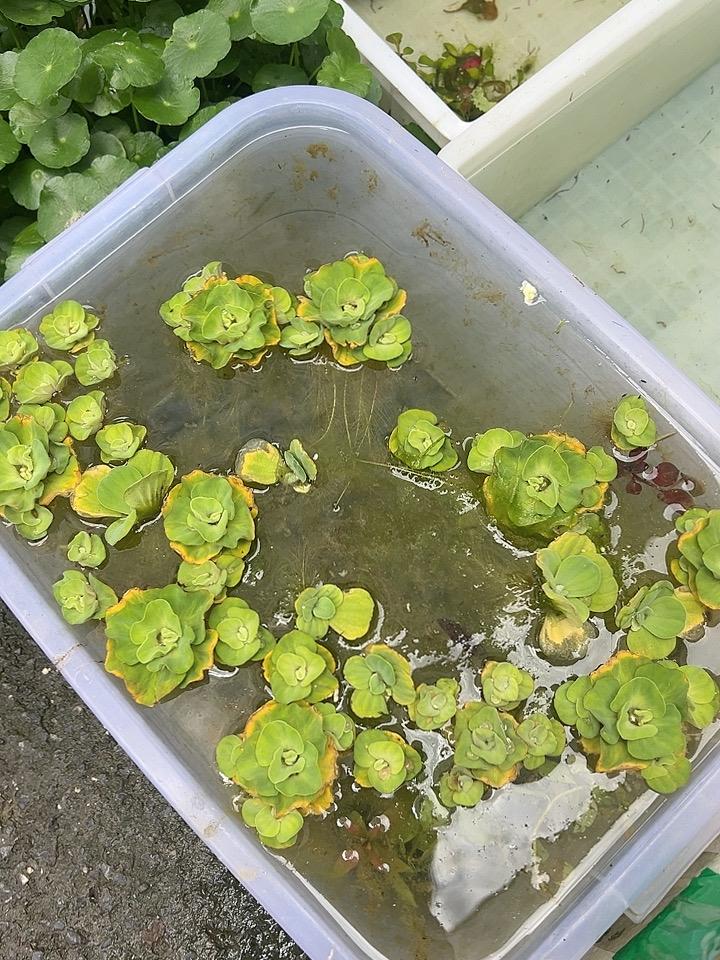 每日分享一句人生感悟这东西不是小时候河道里怎么都清理不干净的水葫芦吗，现在都晋级