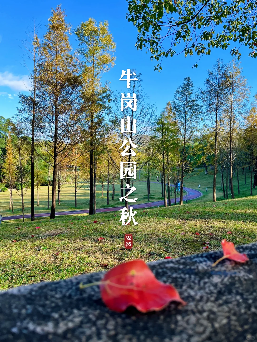 牛岗山公园｜美丽的秋天如期而至啦🍂