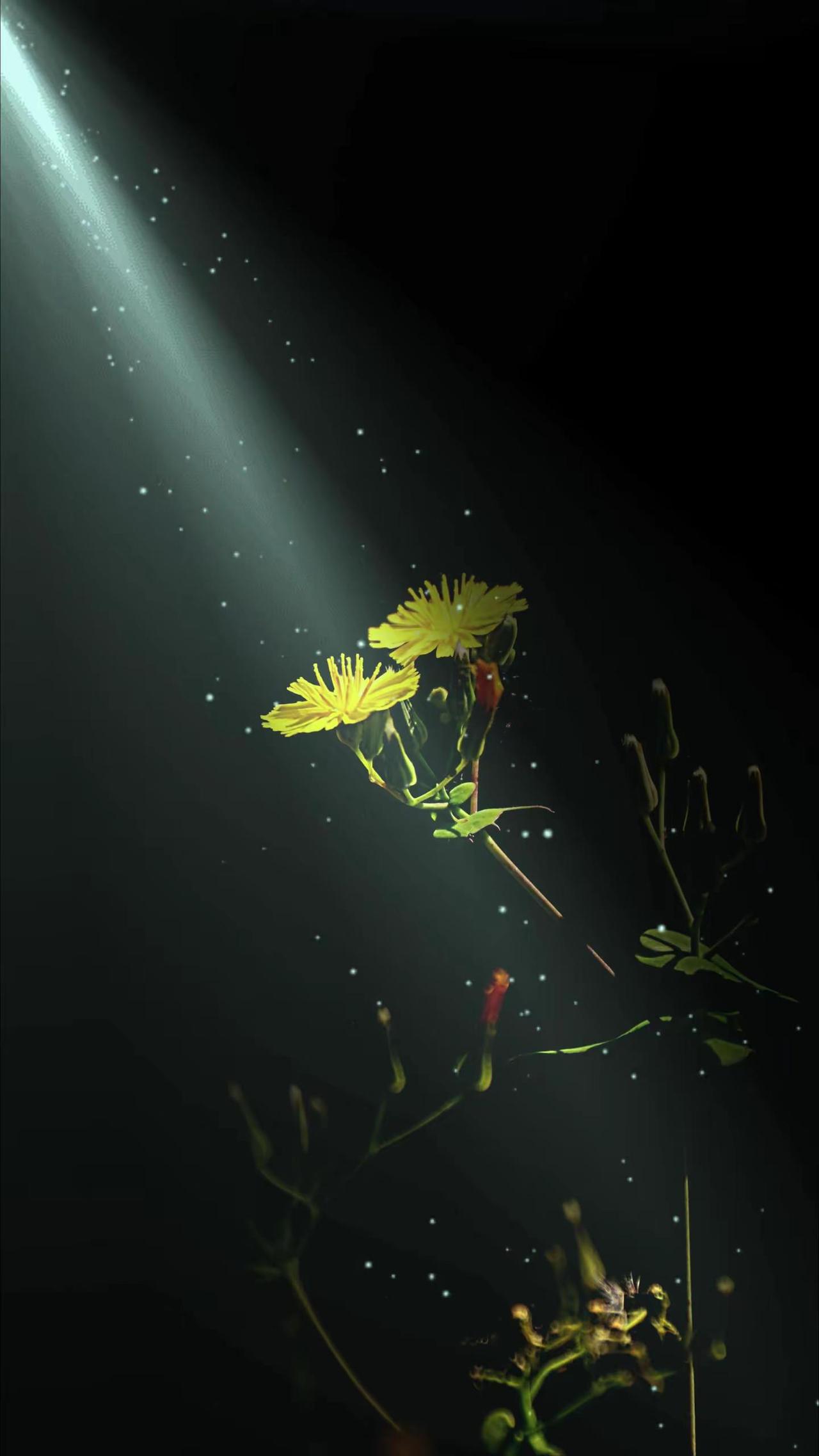 享受夏日的光。黑暗背景的花 暗背景花卉更能给人带来惊喜