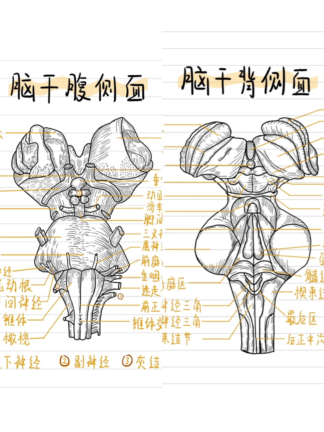 医学生笔记-脑干