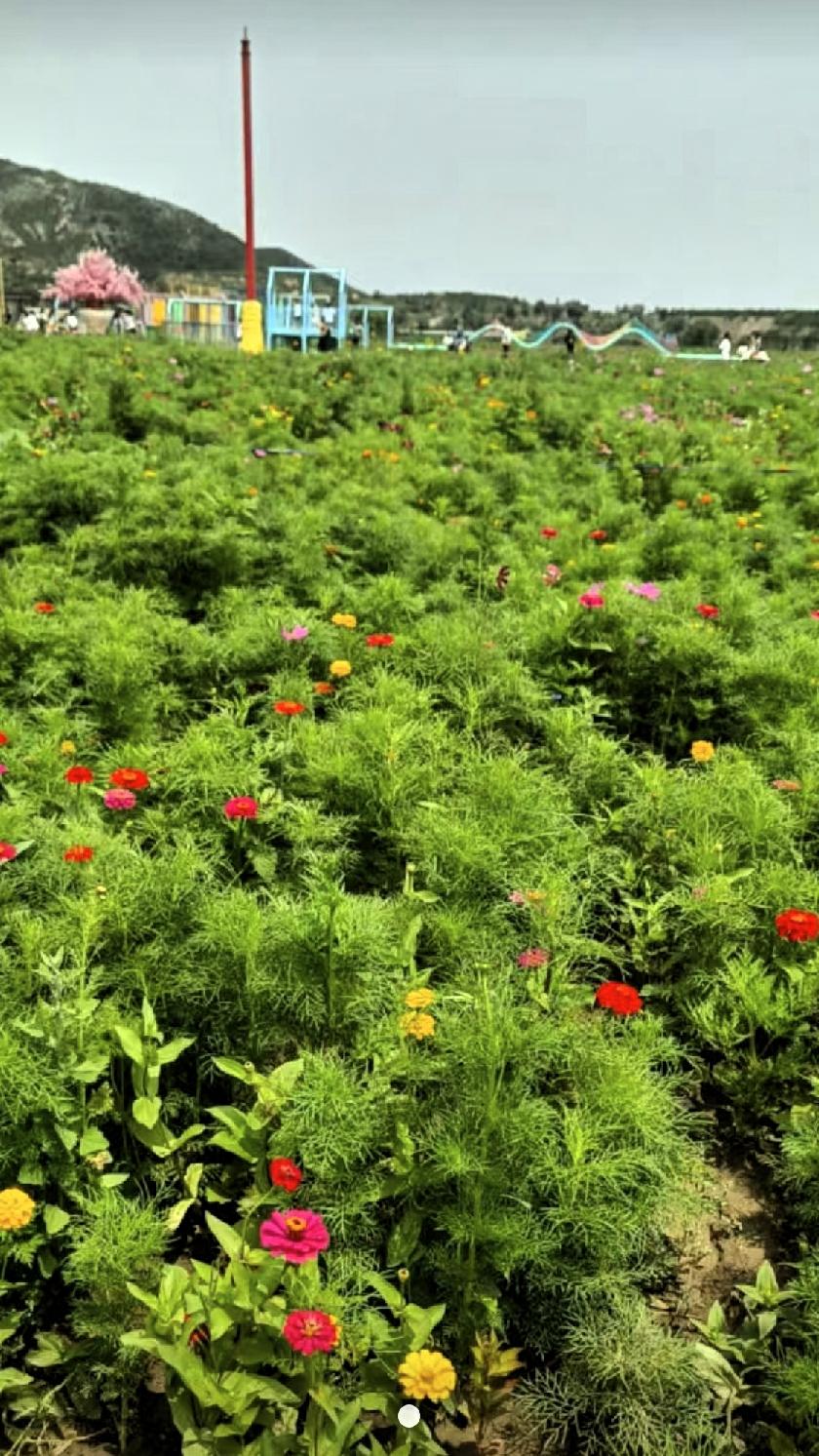 [彩虹]五彩斑斓的野花田，夏日里的小确幸🌸🌼🌺