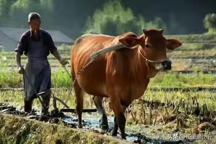 天净沙·春耕盼秋
春临日暖花妍，
农夫驱犊耕田。
播下千粒谷钿。
秋收时见，
满