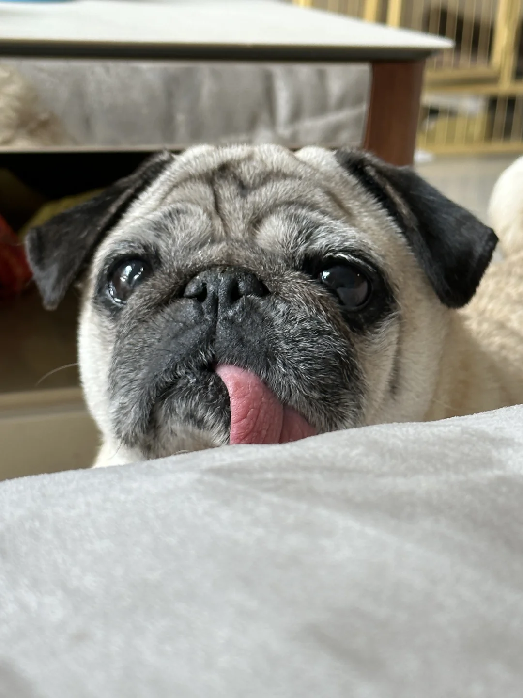 我在看电视 你在看我手里三明治🥪