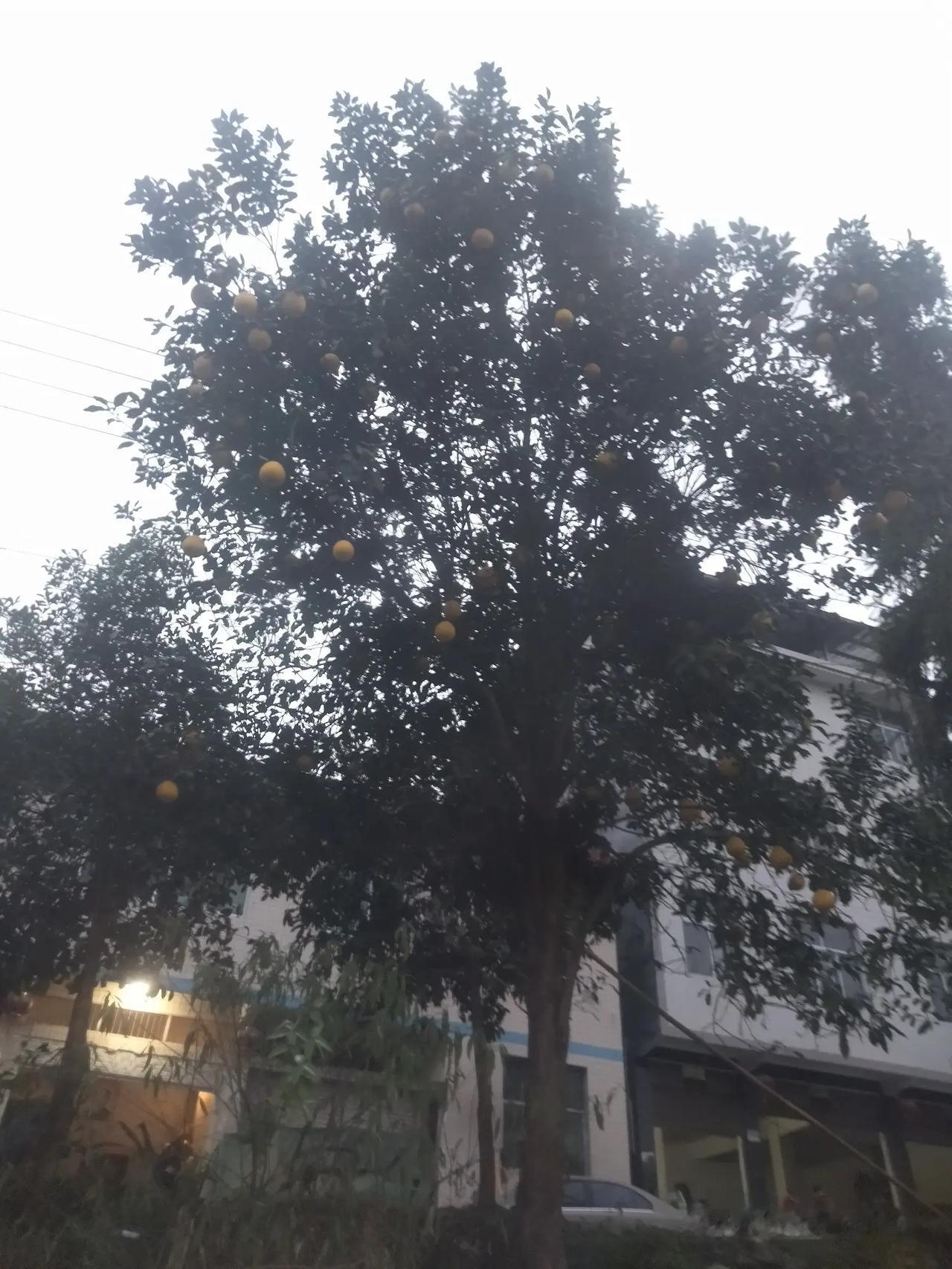 这是什么果？一蔸果树能结多少果？千年果树要长几年才结果？