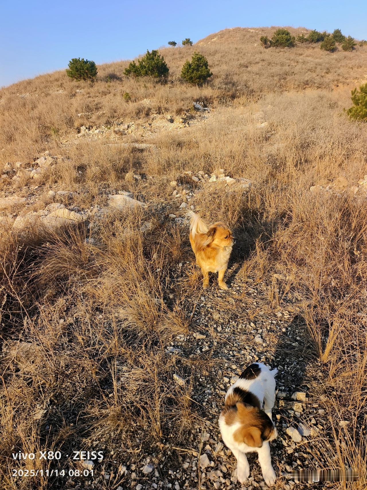 冬季遛狗最好的地方就是到山上，不影响别人，不打扰别人，毛孩子自由自在的活动，减少