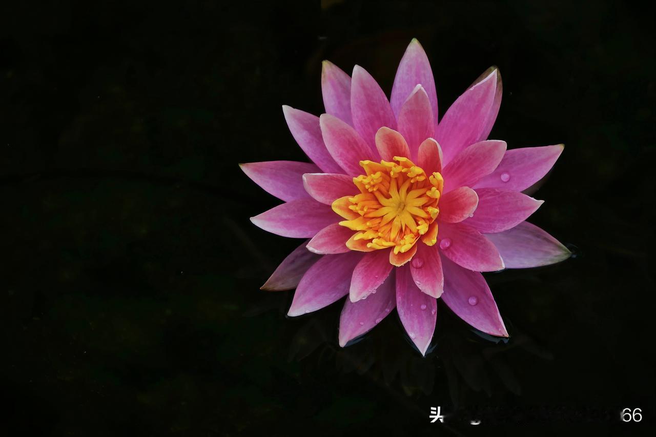 晒图笔记大赛 它在寂静的水面上，开成了一朵永不落幕的诗。