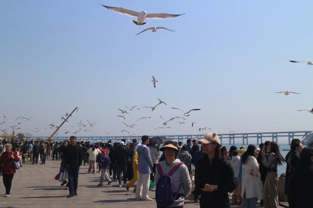 海鸥