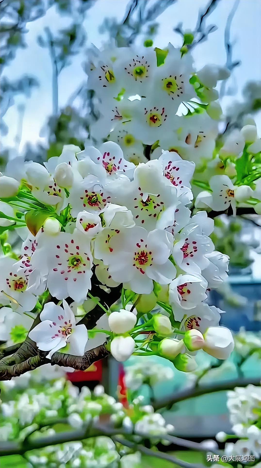 赏梨花
满树琼英映碧空，
香飘四野韵无穷。
风摇素蕊翩翩舞，
疑是仙姬下九重。