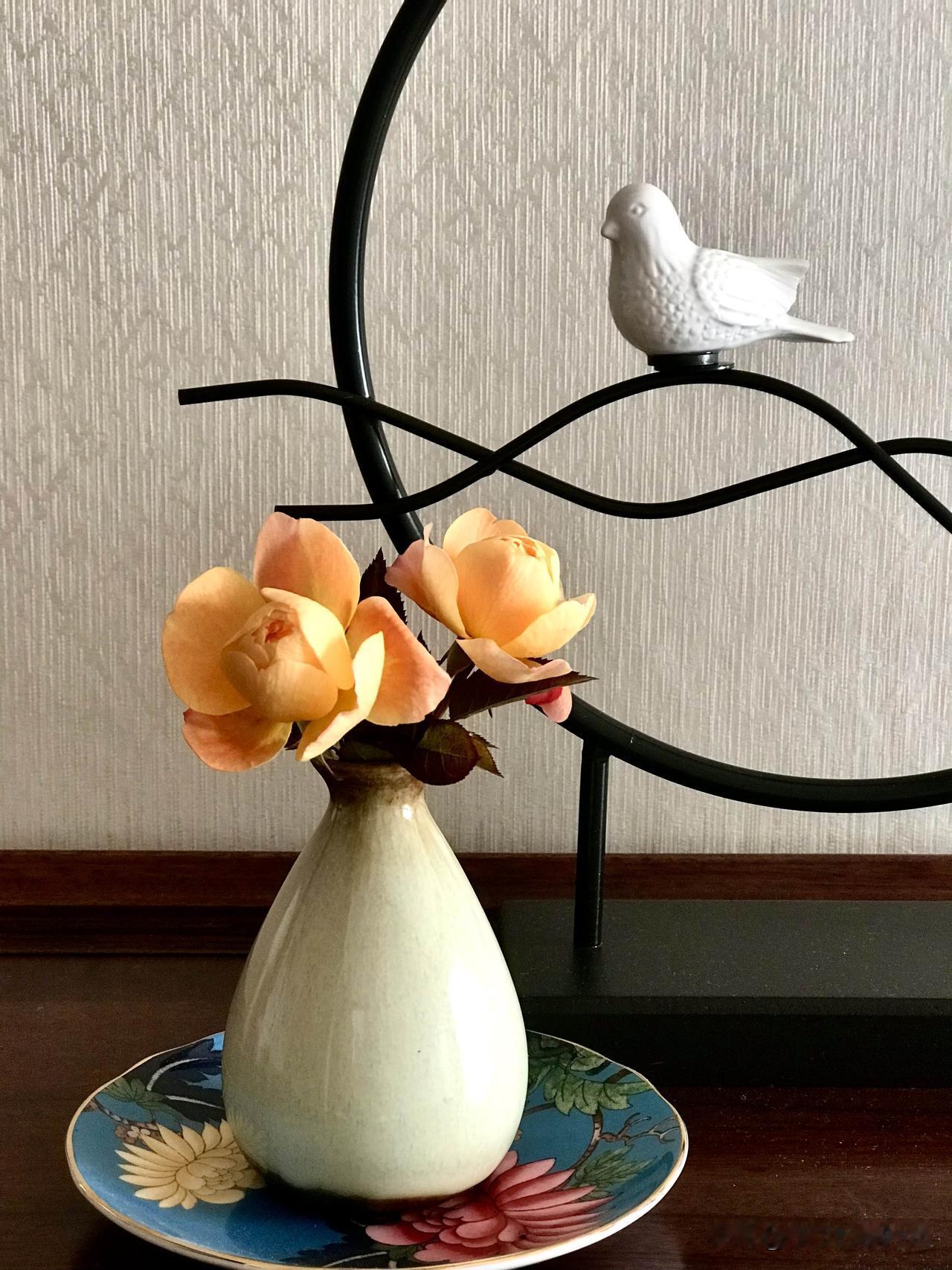 淌过屋檐，漫过窗棂，洒在小花园，照射在一片金黄的、娇艳欲滴的果汁月季身上。

它