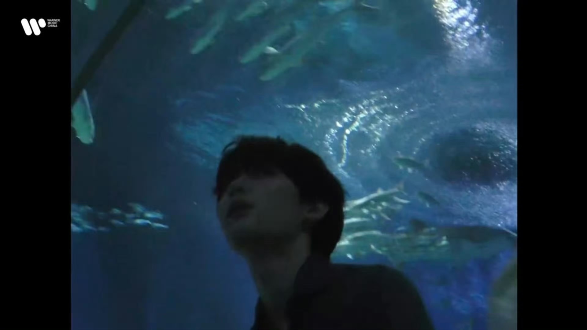 白鹿周翊然透明爱人MV亲了   猫的树和周翊然真的很搭啊，天生现偶男主，还是文艺