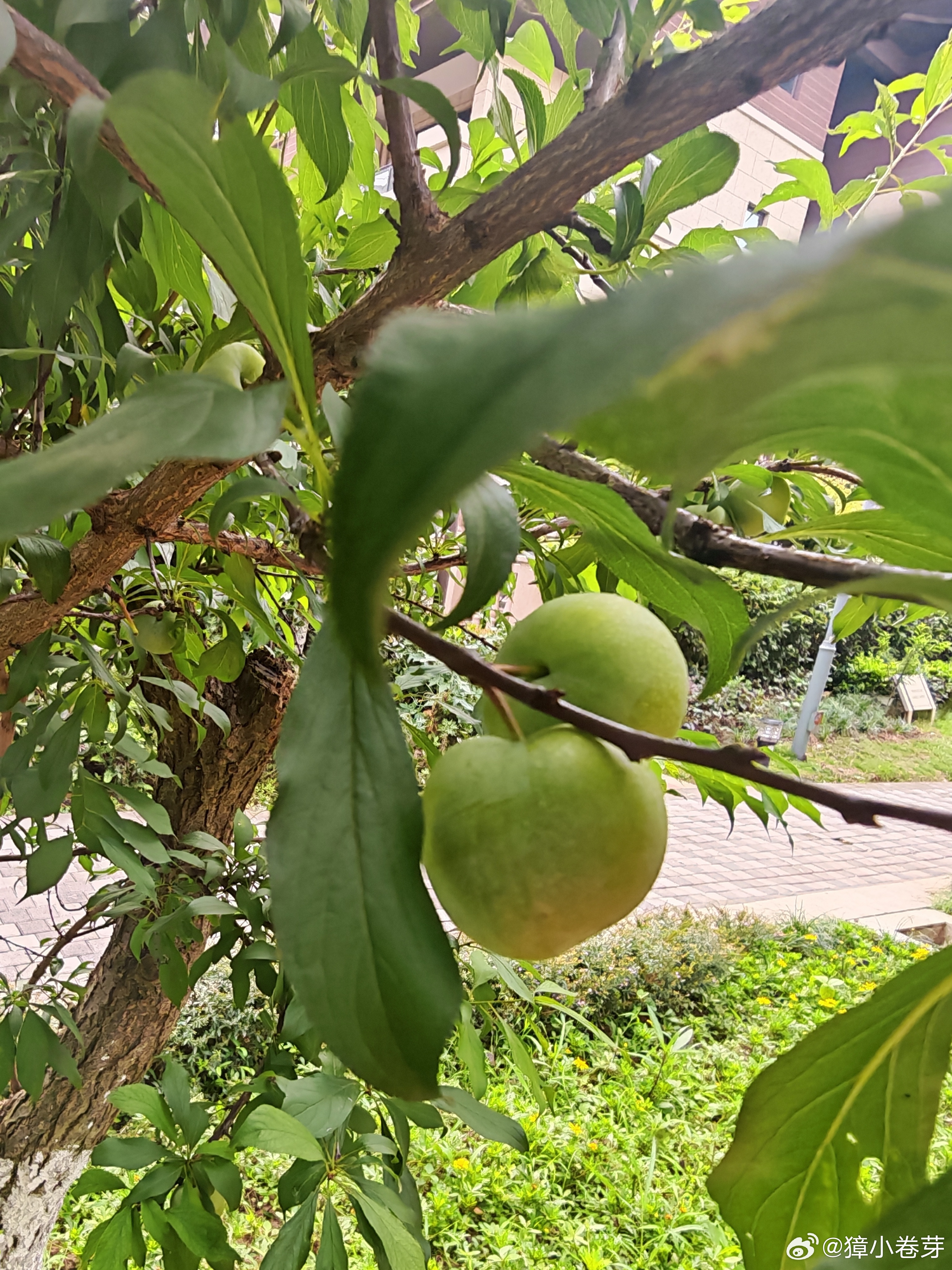 家的味道 今天又在小区发现，除了李子，葡萄，还有海棠果，都熟了，摘了一个尝了一下