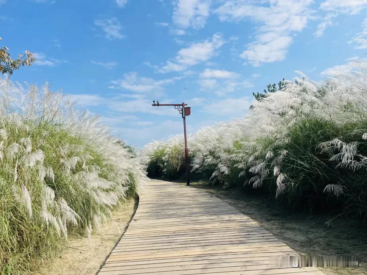 芦苇荡，漫步其中。汉中湿地芦花飞。