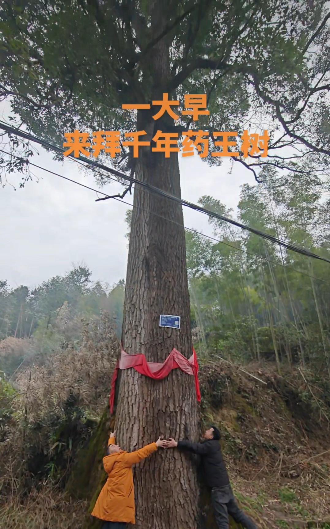 一大早，来拜土家村寨的千年药神树，不由得心生欢喜