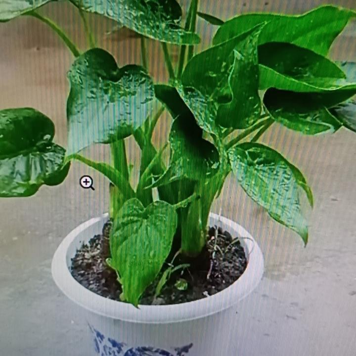 有些外表漂亮的花，汁液却有毒，家里养了可得赶紧搬走。就像夹竹桃，它的花朵娇艳欲滴