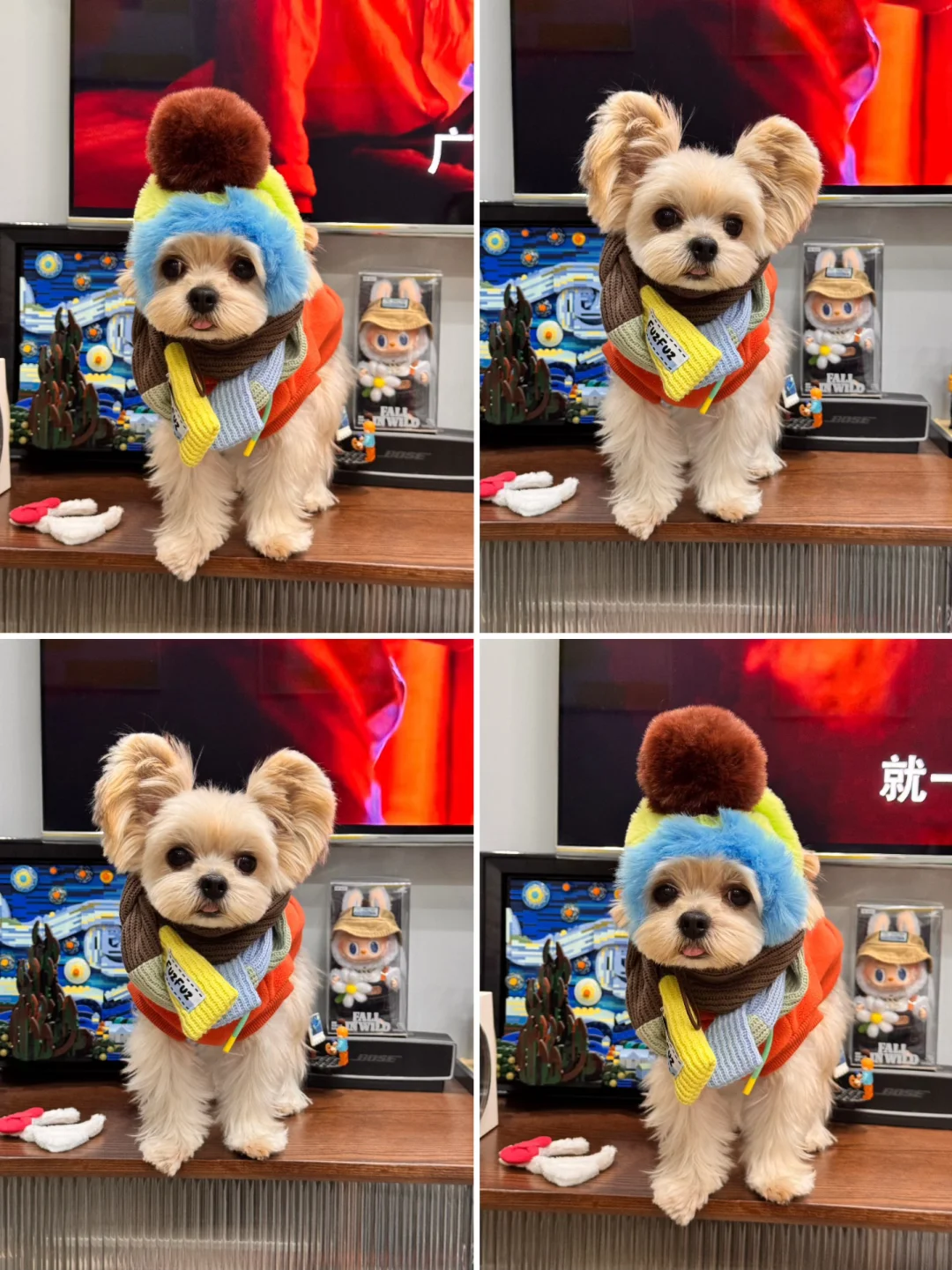 第 100 条围巾和第 100 顶帽子