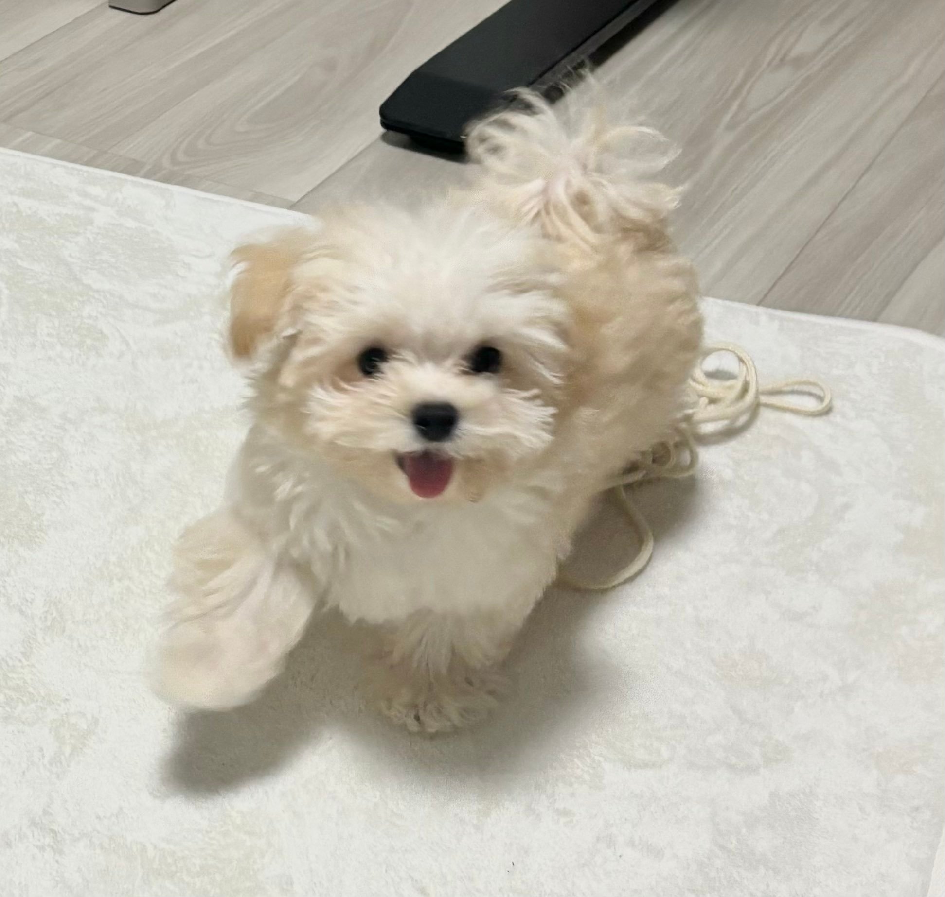 潦草小狗和您说早安~【推：potato_maltipoo】 