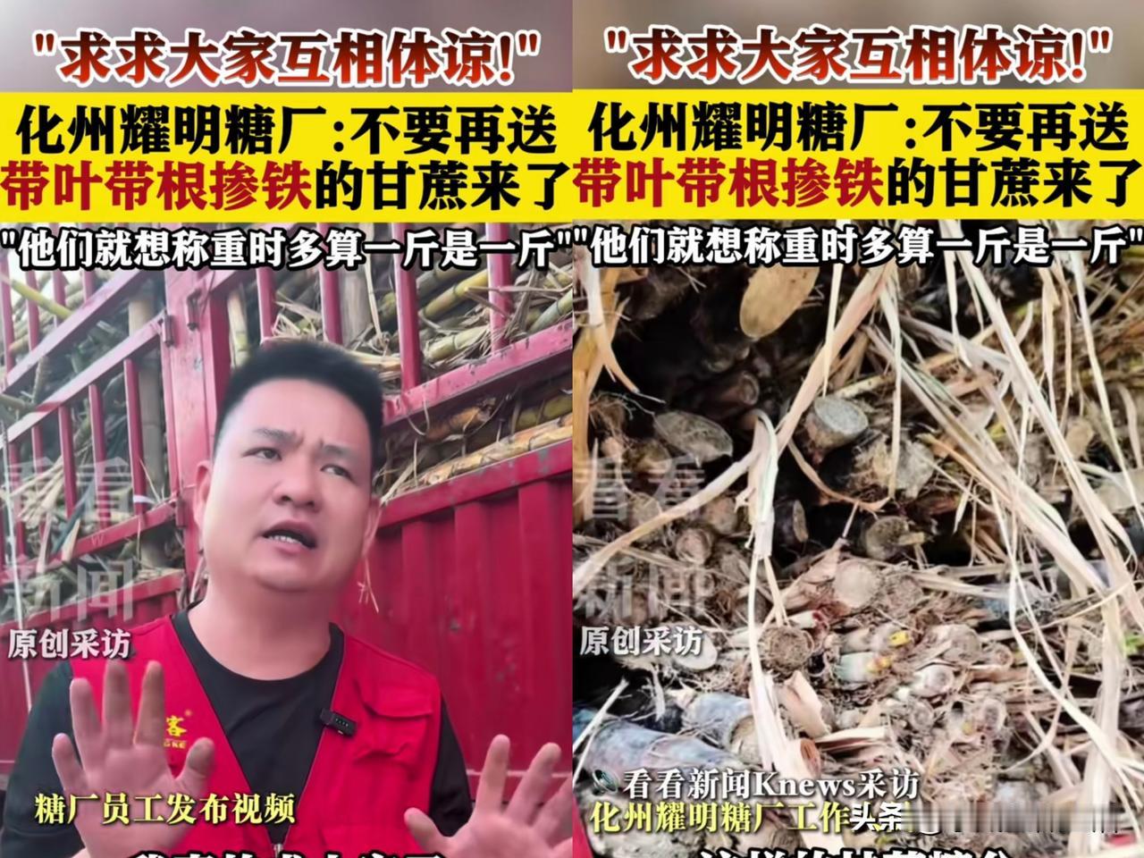 化州耀明糖厂果然又出问题了！

本来他打开大门接受来自全国各地运来的甘蔗就不是什