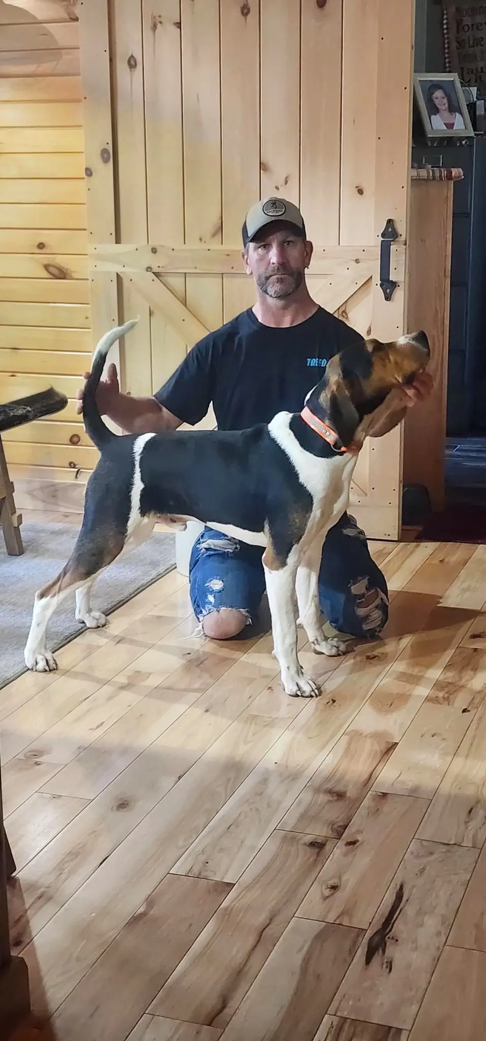 美国猎犬