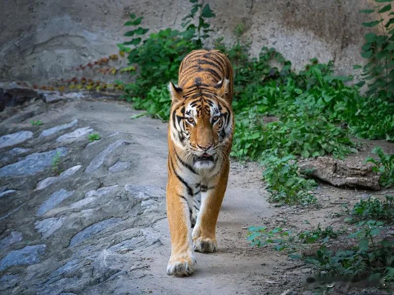 “画龙画虎难画骨”这句上联很经典，它强调了抓住事物本质的难度。我觉得“识人识鬼难